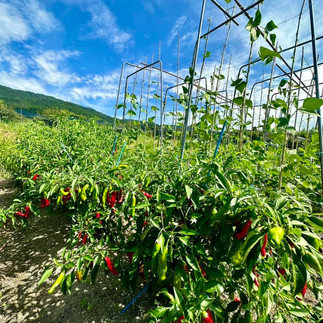 Japan's Kumano Kodo Hiking Tour