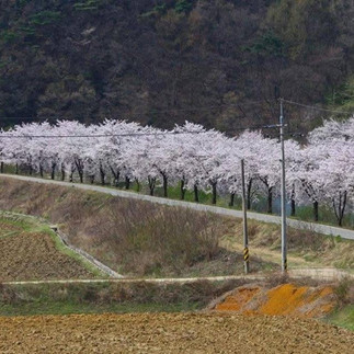 Enchanting South Korea