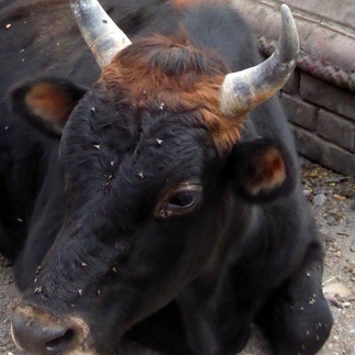 Nepal: Footsteps Through the Heart of the Himalayas