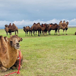 Mongolia and Silk Road of China