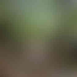 Japan's Kumano Kodo Hiking Tour