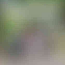 Japan's Kumano Kodo Hiking Tour