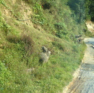 Nepal: Footsteps Through the Heart of the Himalayas