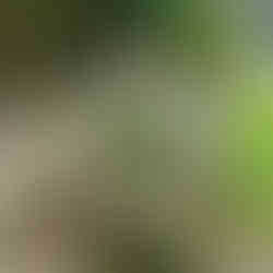 The Santiago de Compostela