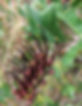 G. scortechinii (flower 1) - Pozieres - cropped.JPG