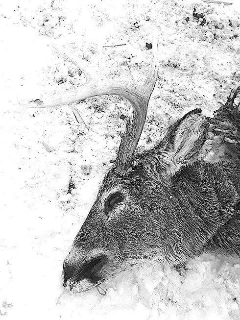 GN Deer.jpeg