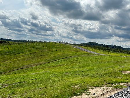 Hillside of apple orchard with small, developing trees.