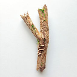 Stick with Moss and Mushrooms