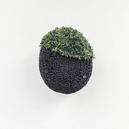 Kieselstein mit Moos