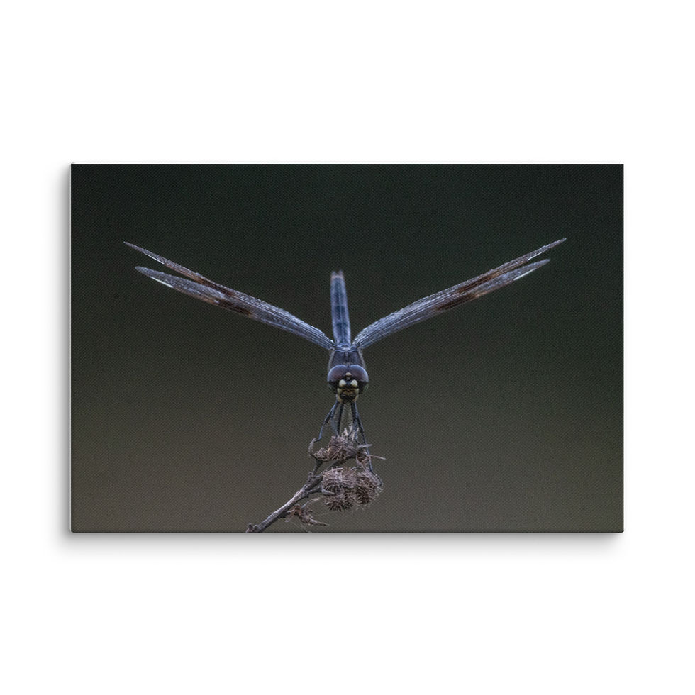 Thumbnail: Blue Dragonfly in Flight