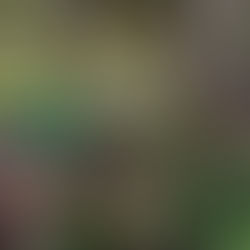 Brotos de árvores já estão sendo cultivados para serem plantados na cidade em 2026