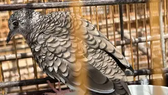 24 aves silvestres mantidas em cativeiro são apreendidas pela fiscalização da Semurb