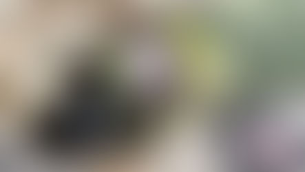 Semurb identifica origem da nova "língua negra" na Praia de Areia Preta