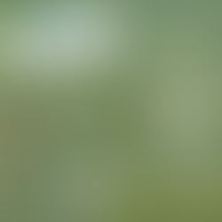 Confira funcionamento do Bosque das Mangueiras e Parque da Cidade no 1º de Maio
