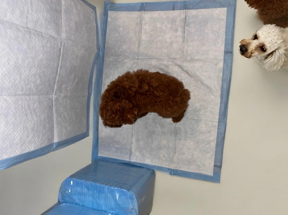 Thumbnail: Pee Pads