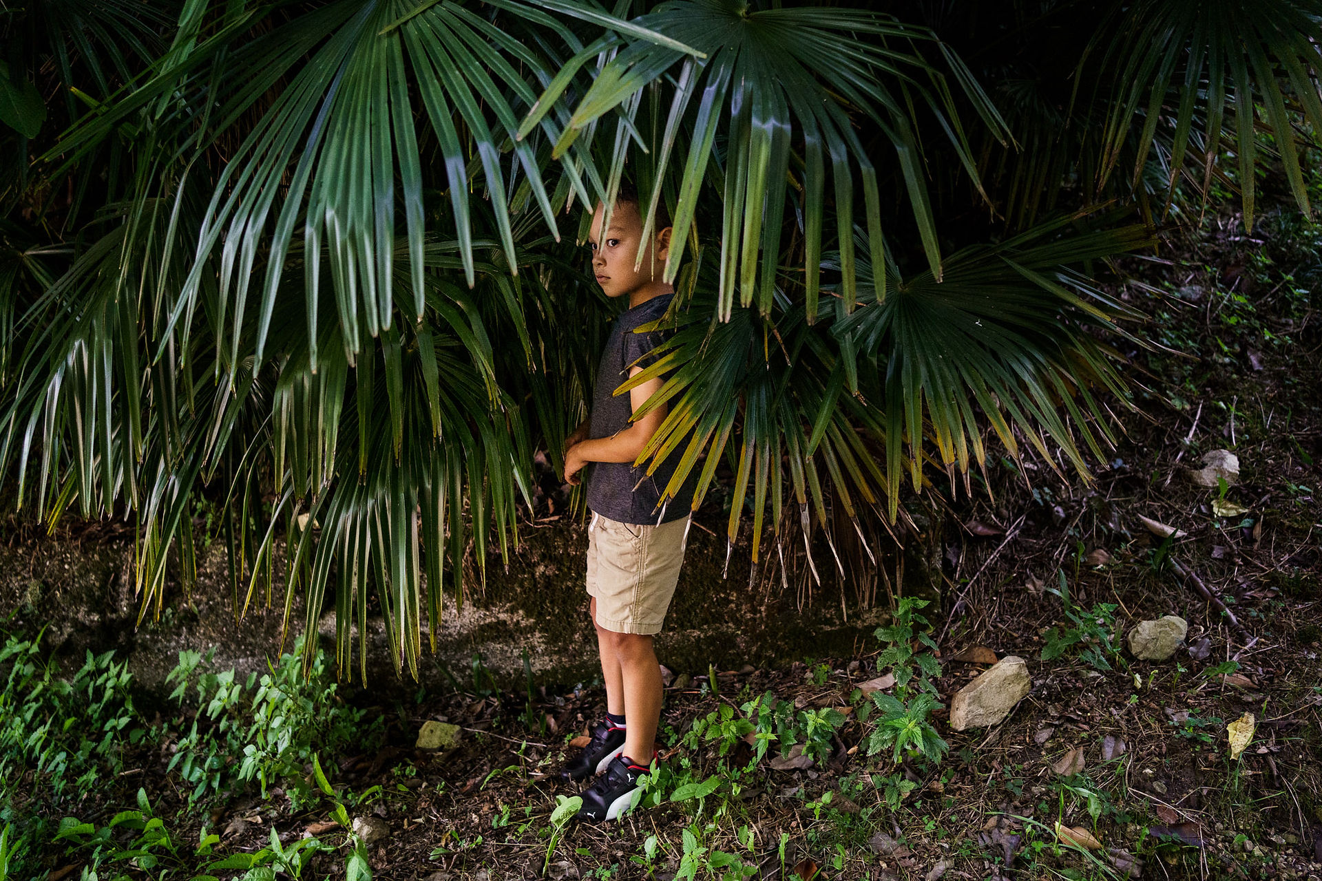 boy hides in the palm leaves 