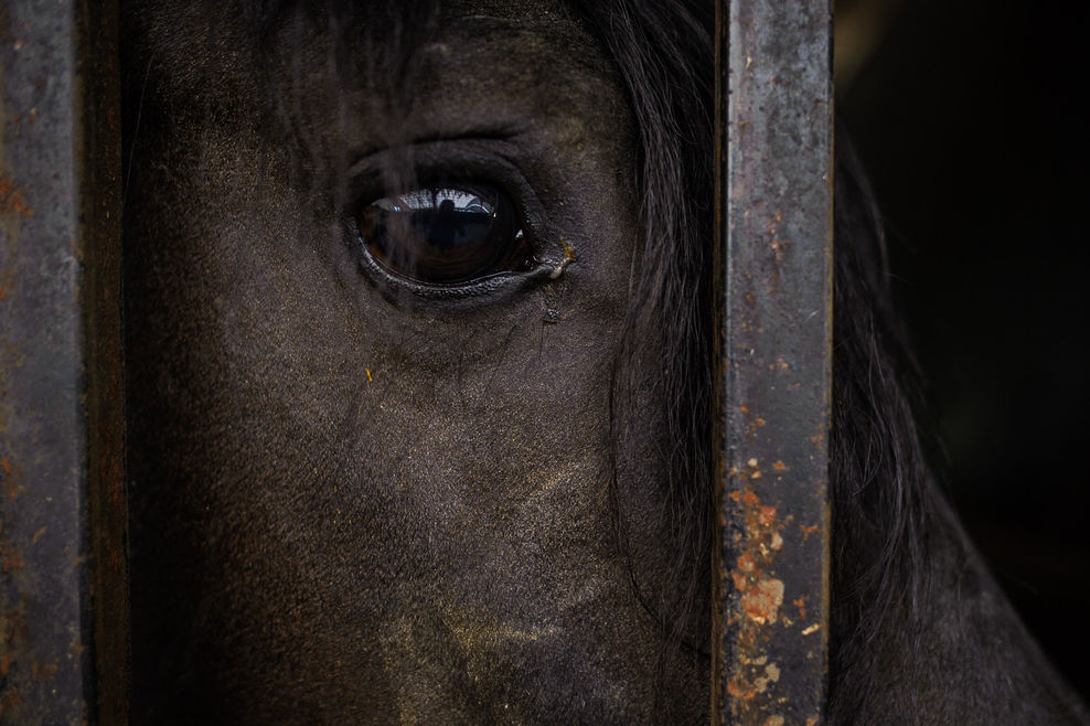 horse eye from behind bars