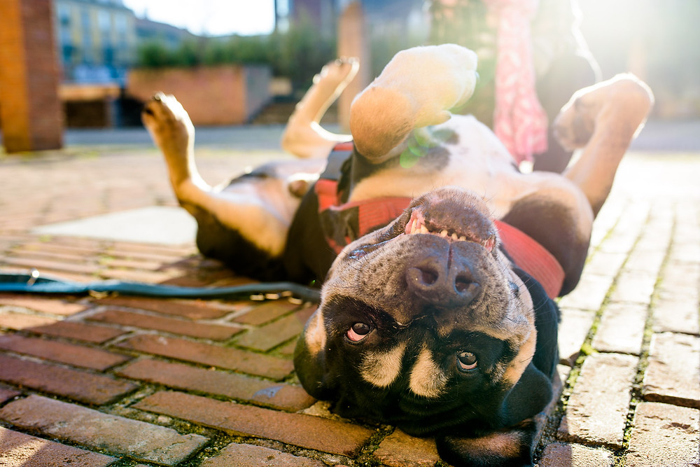 Cute puppy in Milan