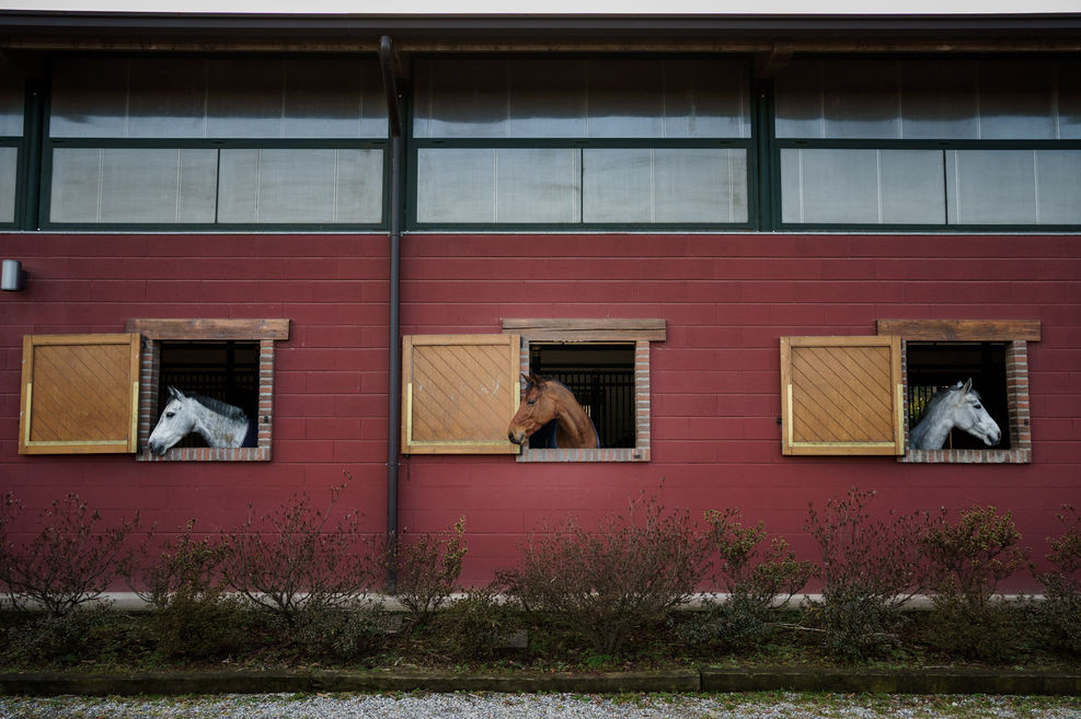 three horse heads from the outside of the stables
