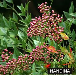 nandina_edited.jpg