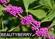 american beautyberry_edited.jpg
