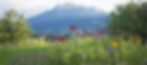HV_web_blumen_panorama.jpg