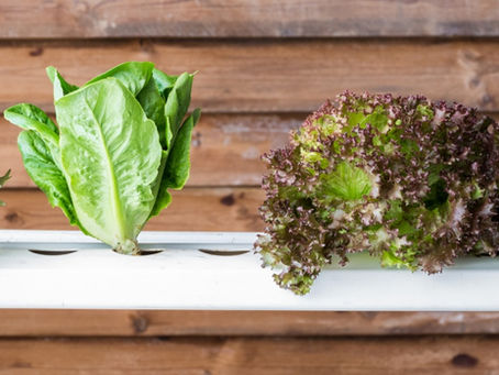 10 Common Mistakes to Avoid When Starting a Hydroponic Garden
