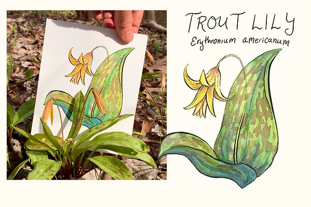 Claire Loon Baldwin botanical illustration of trout lily.jpg