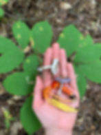 ree