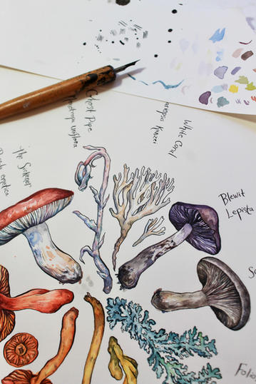 photo of mushrooms being drawn and painted with watercolor