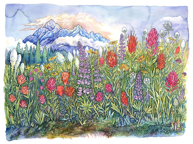 Claire Loon Baldwin Alpine Meadow Illustration.jpg