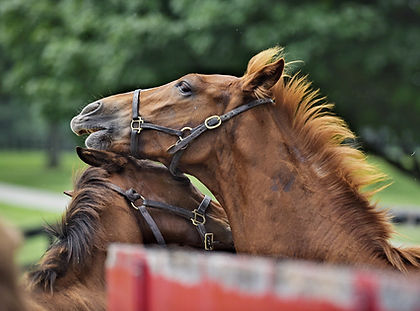 beautiful-brown-young-thoroughbred-horses-play-wit-2026-03-19-22-54-45-utc copy.jpg