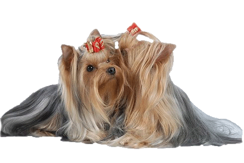 Delivo's Yorkshire Terrier Kennel 