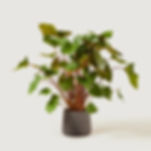 Homalomena, Patch Plants 