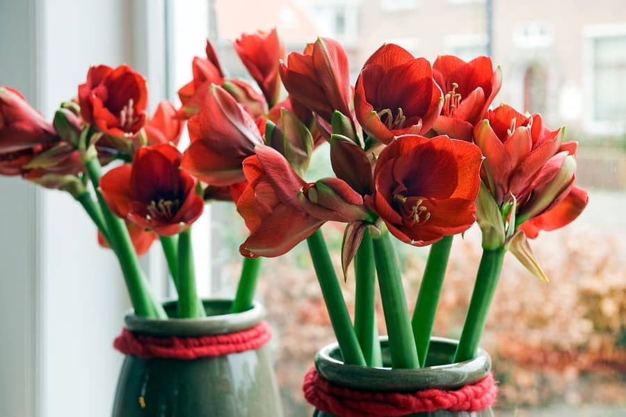 How to Plant Your Autumn Flower Bulbs Indoors