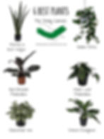 The best plants for shady corners