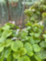 Swedish Ivy, plant for wealth and prosperity