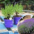 potted lavender for good fortune