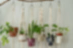 Hanging plants in macrame plant holders as a room divider