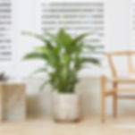 Peace Lily plant for good luck, money and happiness