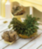 Rose of Jericho plant great for wealth and good luck