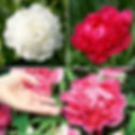 Peony Collection for attracting wealth