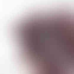 Peperomia Schumi Red