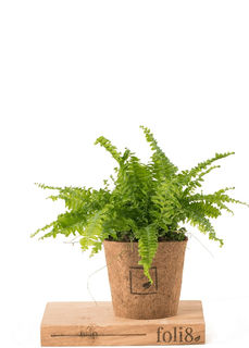 Boston Fern