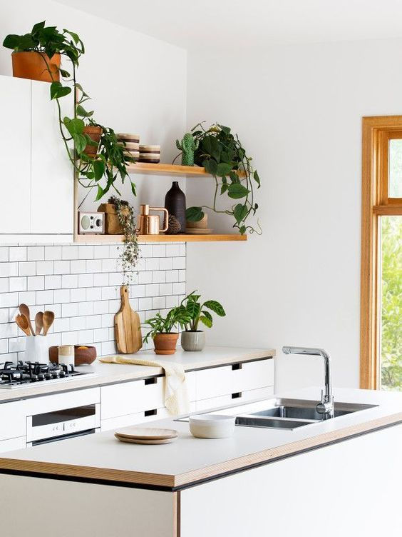 How to decorate kitchen with plants 