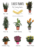 the best plants for sunny rooms