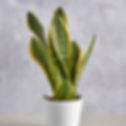 Potted snake plant in white pot. Click on the image to shop the snake plant from gardeningdirect.co.uk