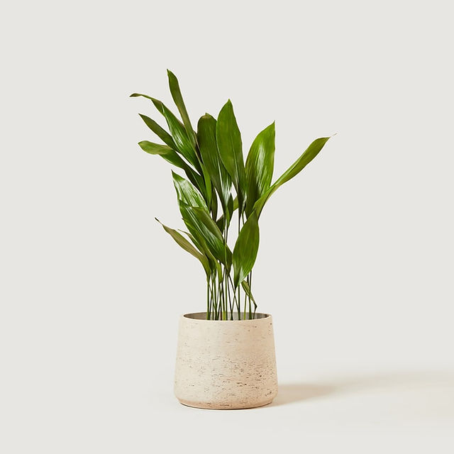 Howard - Cast Iron Plant