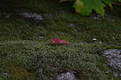 DSC_0442.jpeg