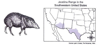 Javelina range in the Southwestern U.S.-